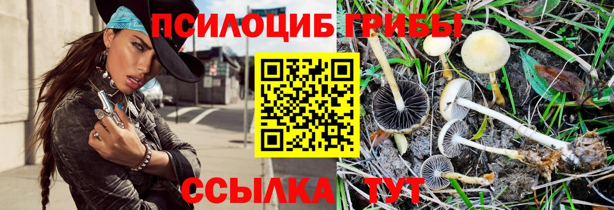 Псилоцибиновые грибы Cubensis Кострома